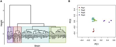 The Effect of Population Structure on Murine Genome-Wide Association Studies